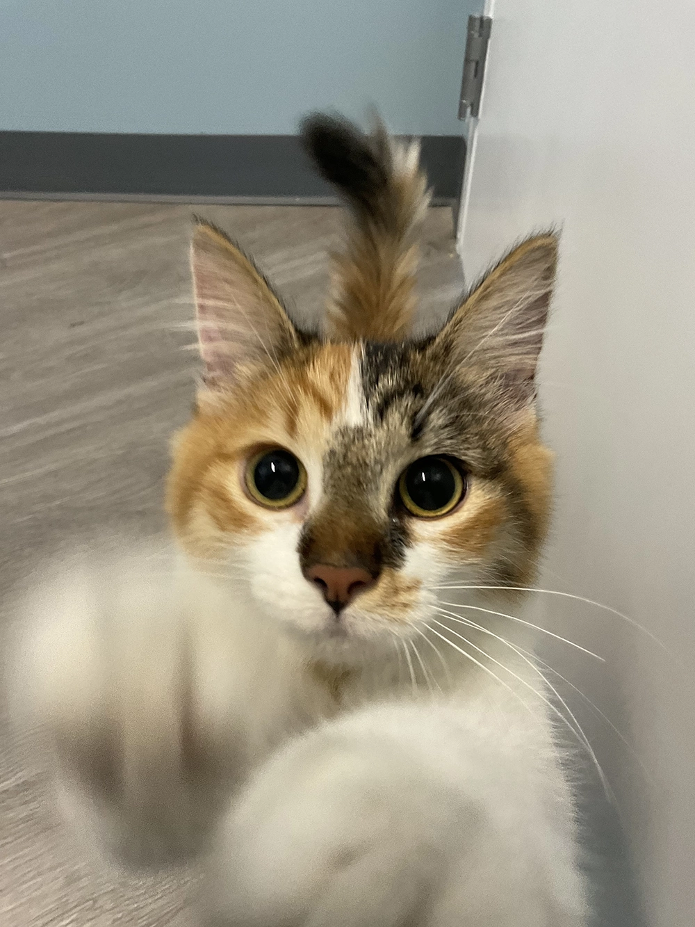 Calico cat looking at camera with curious expression