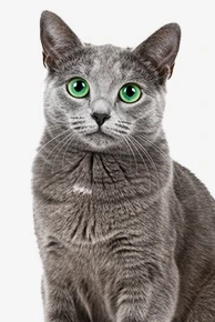 Gray cat with green eyes on white background