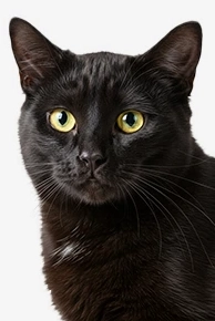 Black cat with yellow eyes on white background