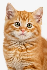 Orange tabby kitten with soft fur on white background