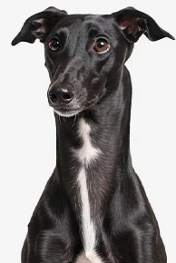 Black Italian Greyhound looking forward
