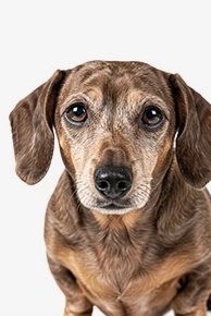 Brown dachshund with big eyes on white background