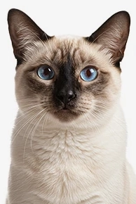 Siamese cat with blue eyes on white background