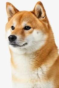 Shiba Inu dog looking to the side on white background
