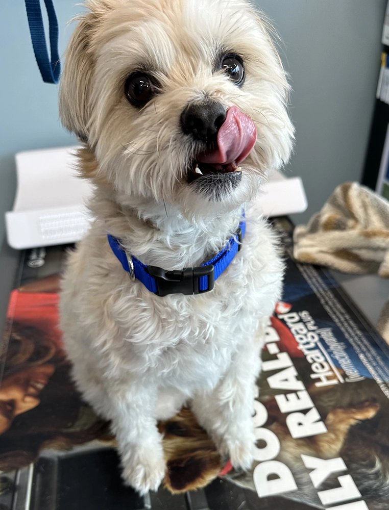 White fluffy dog with tongue out at the vet