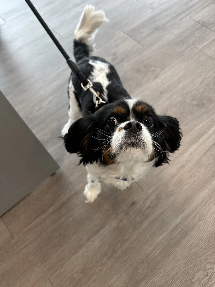 Black and white dog walking on a leash in clinic