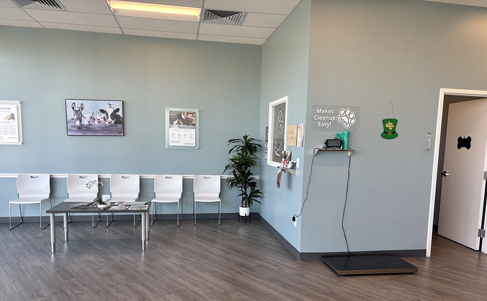 Veterinary clinic waiting area with chairs and reception