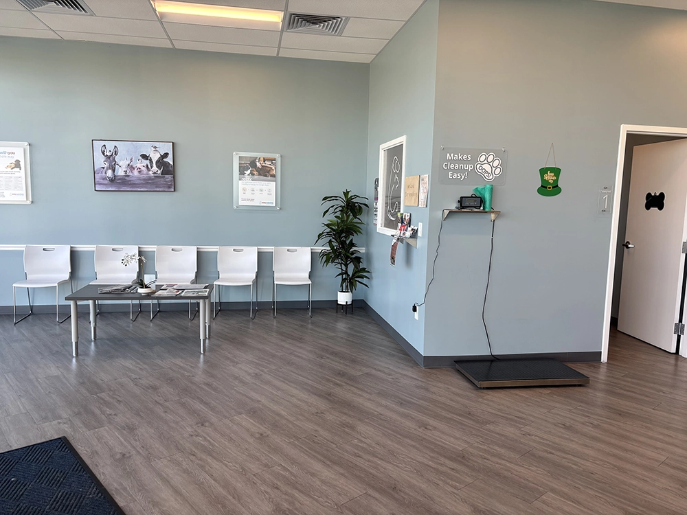 Veterinary clinic waiting area with chairs and desk