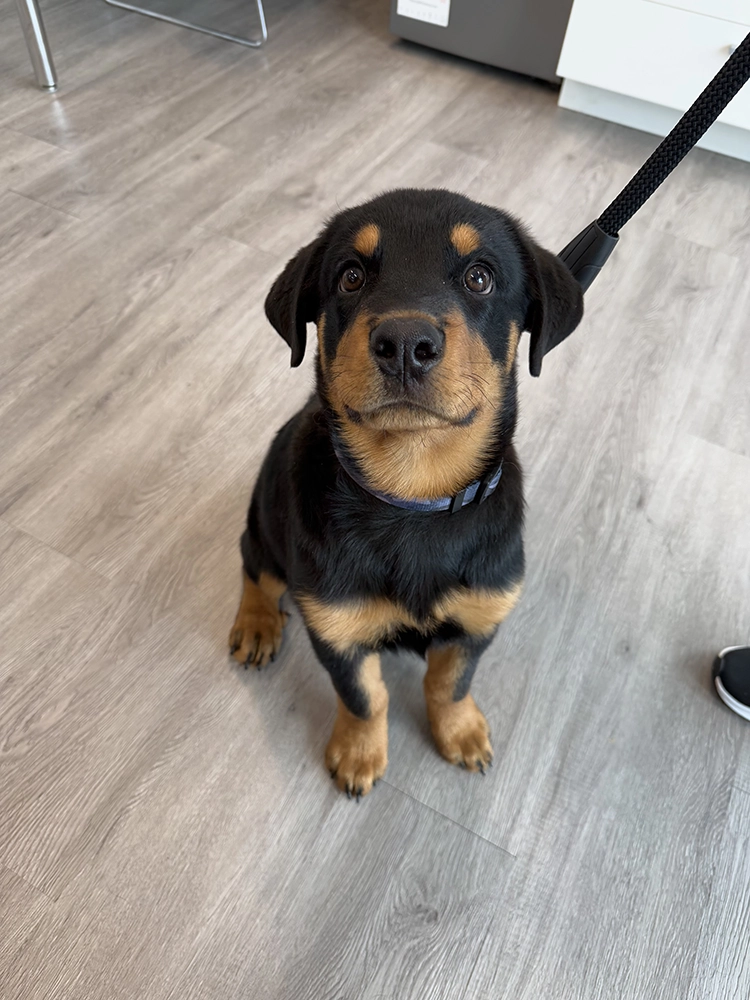Small black and tan dog sitting on the floor