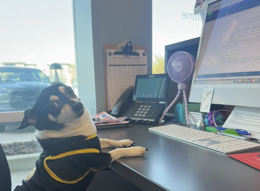 Dog sitting at a desk with a computer