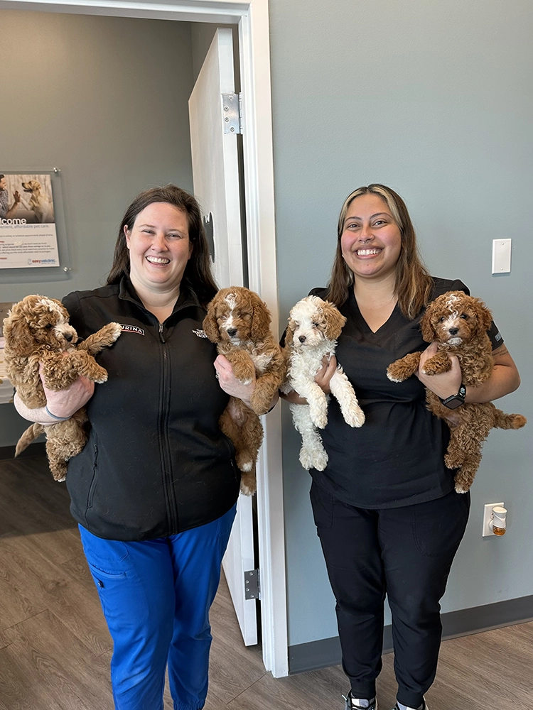 Two women holding multiple Cavalier King Charles Spaniel puppies