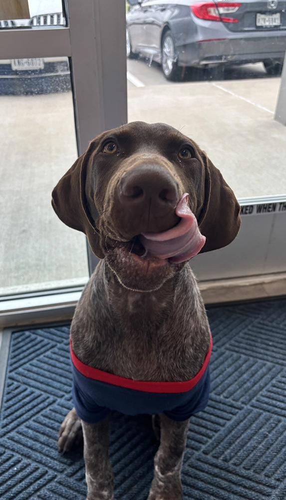 Brown dog sitting with tongue out