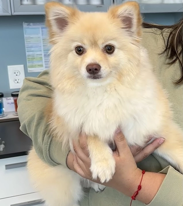 Cream-colored Pomeranian being held in a clinic